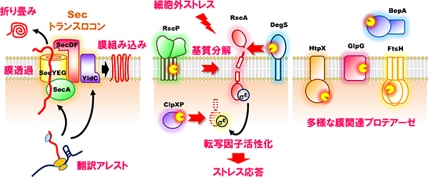 タンパク質膜透過・膜組み込み機構(左)、ストレス応答制御とタンパク質分解の分子機構(中央・右)