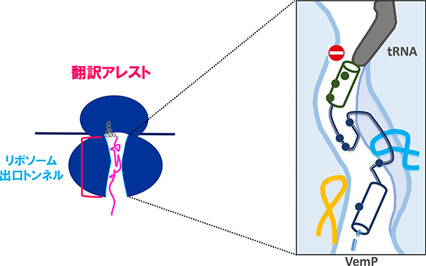 VemPのリボソーム出口トンネル内における翻訳アレストの安定化状態