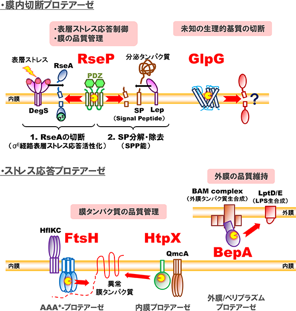 研究対象の膜関連プロテアーゼ