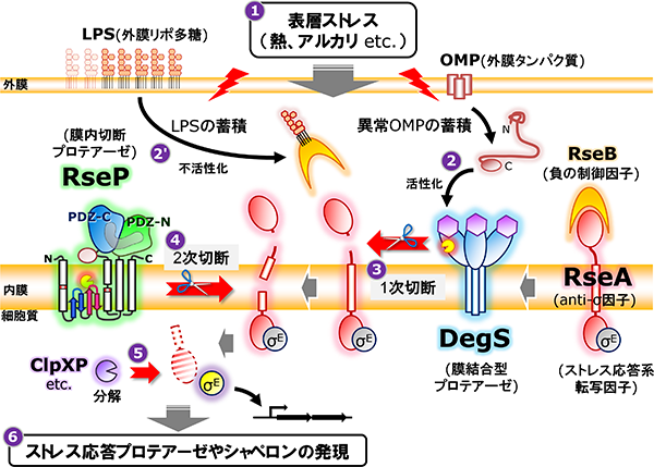 σE経路表層ストレス応答