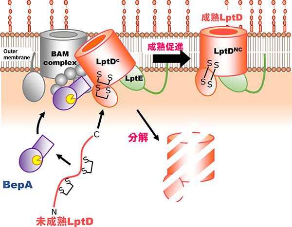 BepAによるLptDのassembly