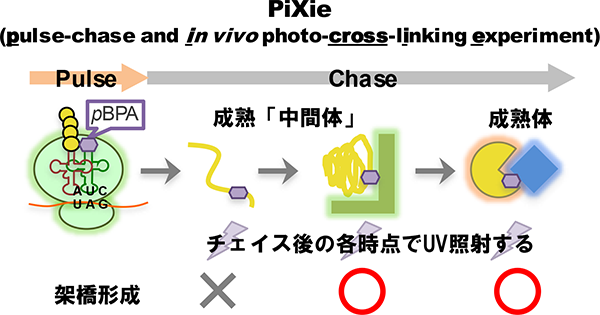 PiXie法